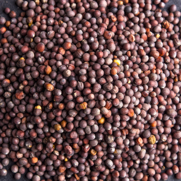 MADHU BLACK MUSTARD