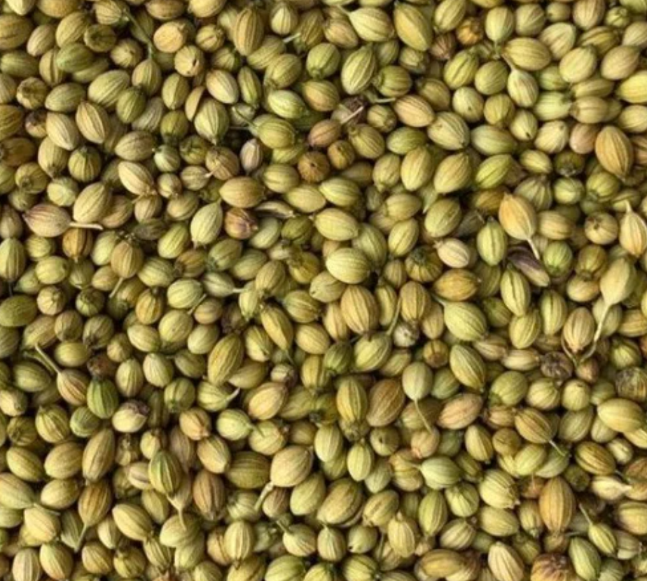 CHAMBAL CORIANDER